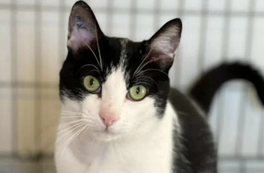 Waldo, black and white male mixed breed for adoption at 30 Millions d'Amis, Paris
