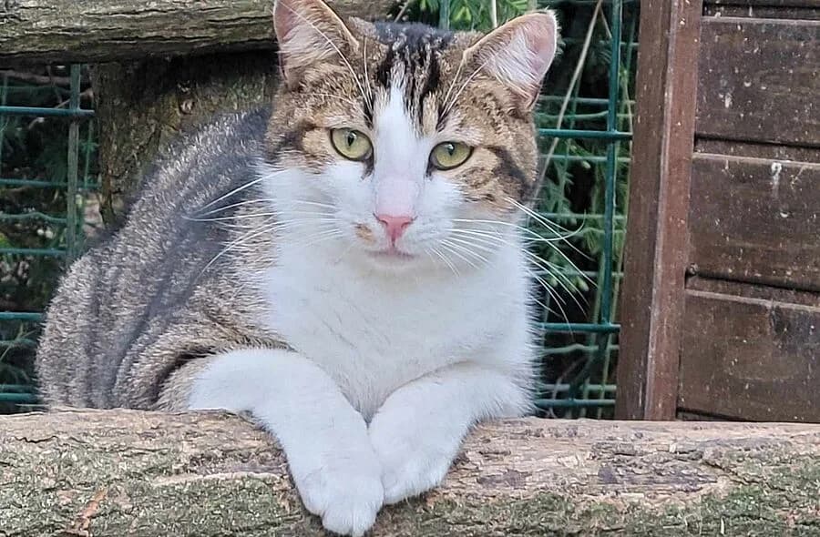 Funky, tabby male mixed breed for adoption at 30 Millions d'Amis, Paris
