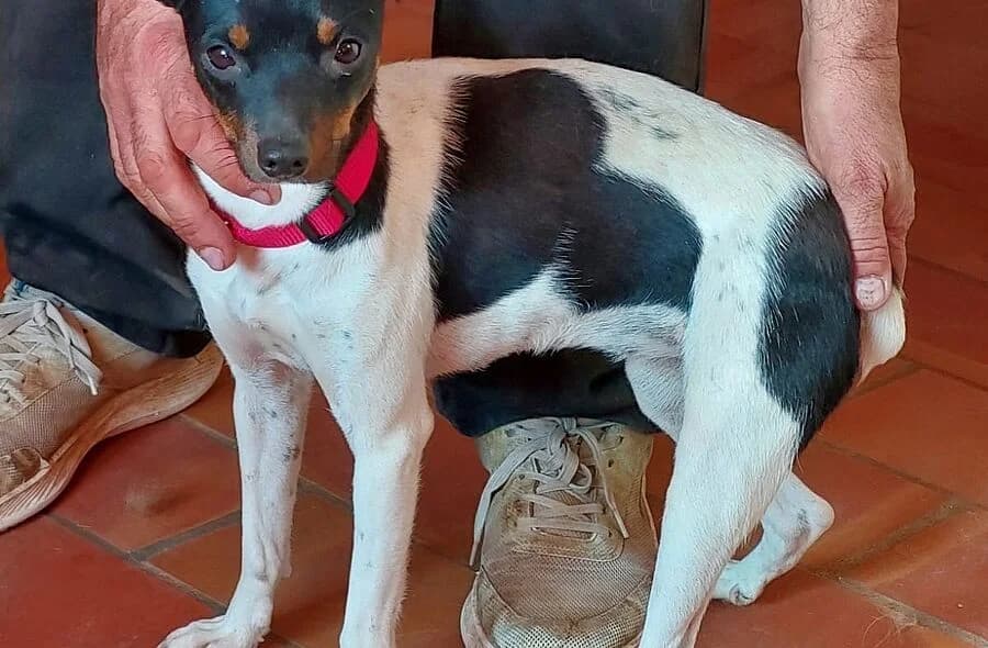 Hada, tricolor female mixed breed for adoption at 30 Millions d'Amis, Paris