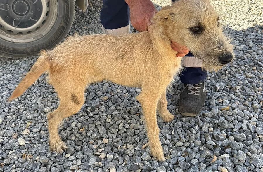 Princesse, cream female Mixed Breed for adoption at 30 Millions d'Amis, Paris