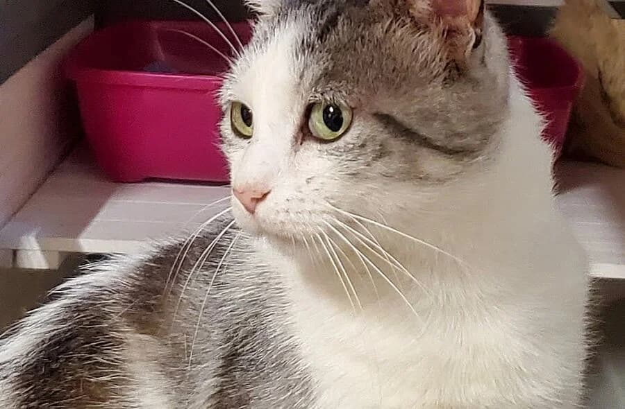 Arlequin, grey tabby male mixed breed for adoption at 30 Millions d'Amis, Paris