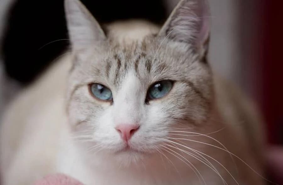Crevette, white male mixed breed for adoption at 30 Millions d'Amis, Paris