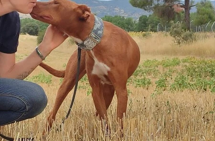 Furur, male puppy Podenco for adoption at 30 Millions d'Amis, Paris