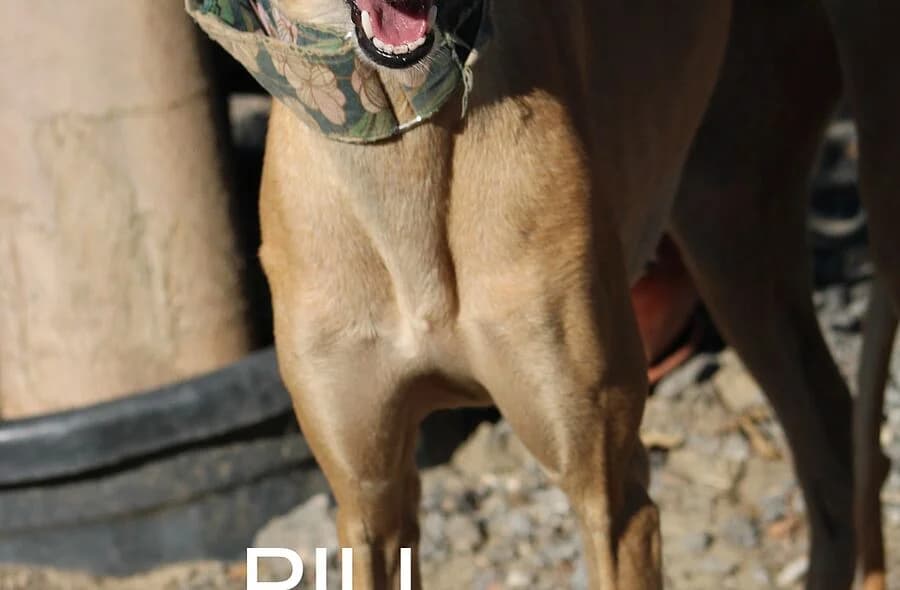 Pili, female 4yo Galgo Español for adoption at 30 Millions d'Amis, Paris