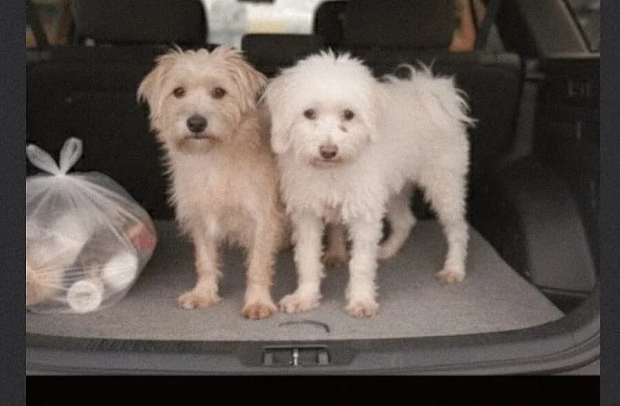 Bambou, male 4yo Bichon Frisé for adoption at 30 Millions d'Amis, Paris