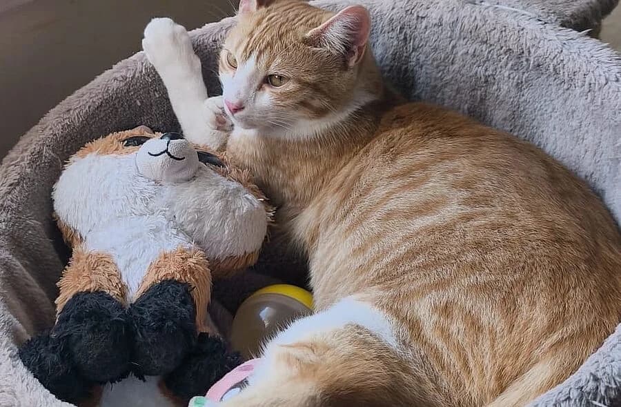 Caramel, orange tabby male mixed breed for adoption at 30 Millions d'Amis, Paris