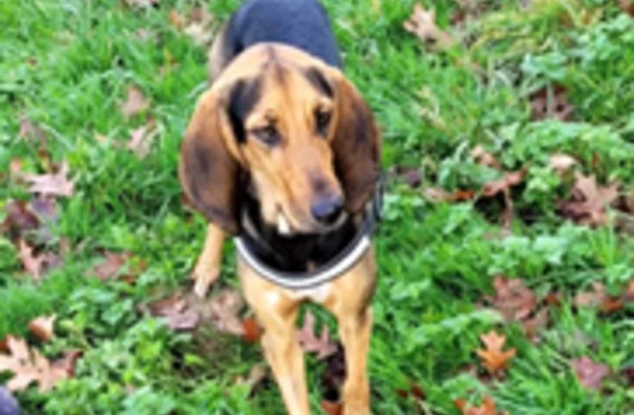 Aixi, tan female mixed breed for adoption at 30 Millions d'Amis, Paris