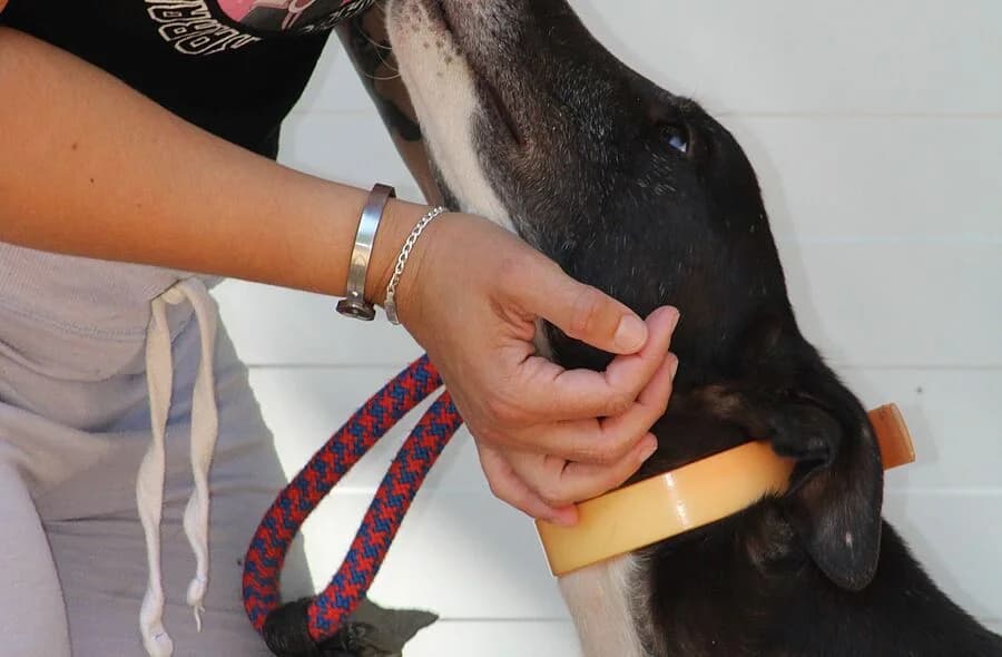 Versace, male 4yo Galgo Español for adoption at 30 Millions d'Amis, Paris