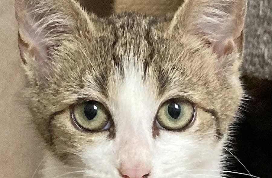 Volga, grey tabby female mixed breed for adoption at 30 Millions d'Amis, Paris