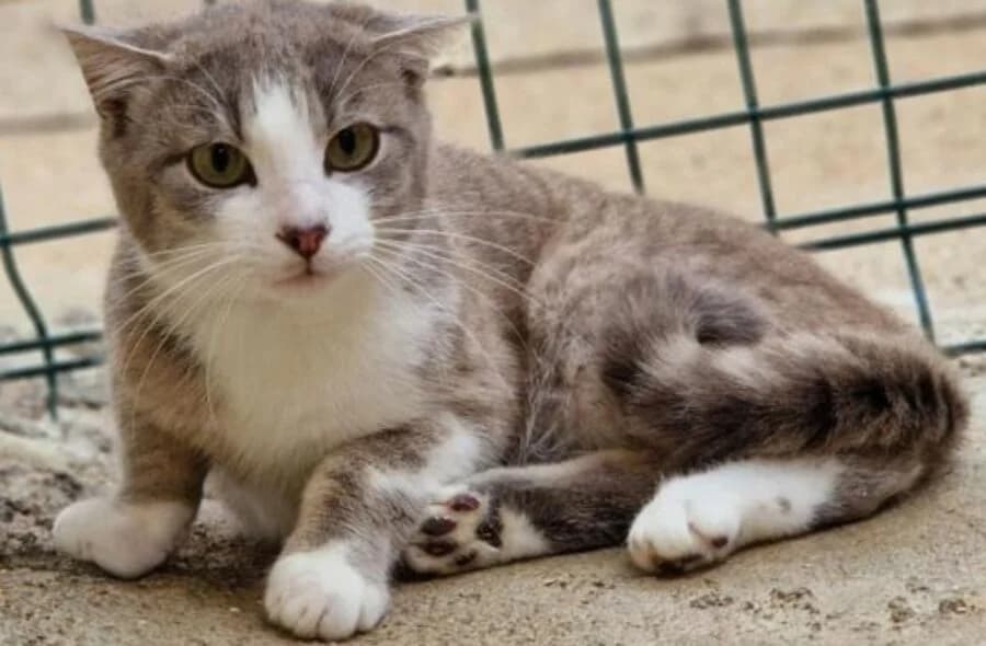 Azzaro, grey tabby male mixed breed for adoption at 30 Millions d'Amis, Paris