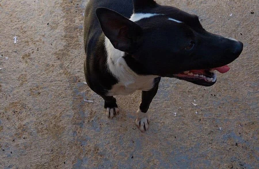 Diva, black female Mixed Breed for adoption at 30 Millions d'Amis, Paris