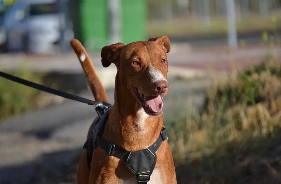 Coco, male 4yo Podenco for adoption at 30 Millions d'Amis, Paris