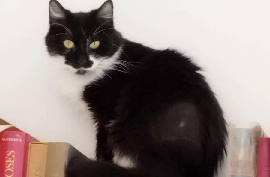 Louison, black female mixed breed for adoption at 30 Millions d'Amis, Paris