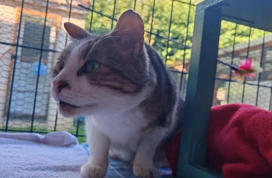 Mistsouko, grey tabby male mixed breed for adoption at 30 Millions d'Amis, Paris