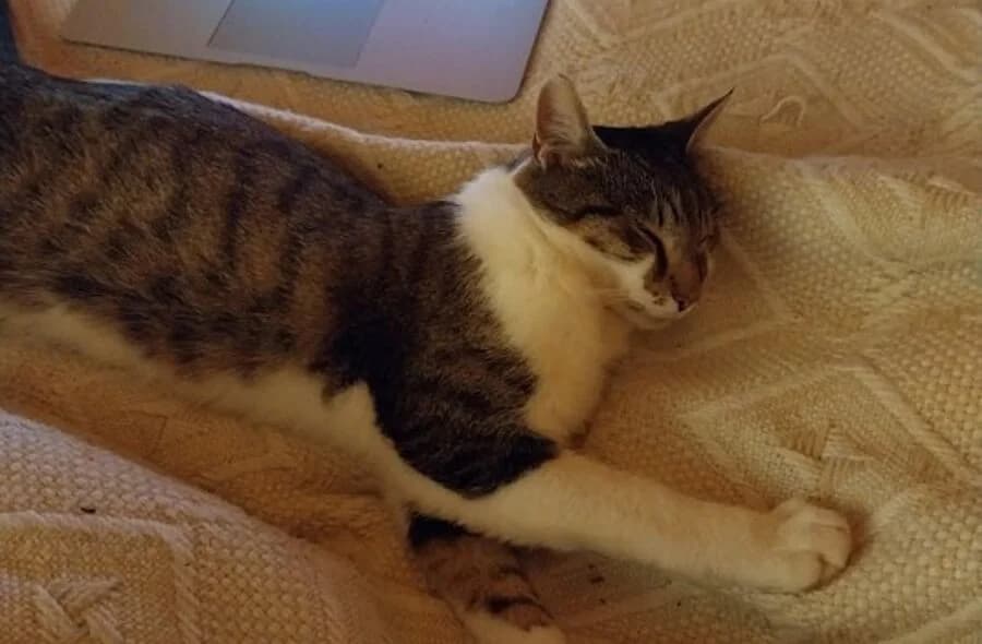 Litchi, brown tabby male mixed breed for adoption at 30 Millions d'Amis, Paris