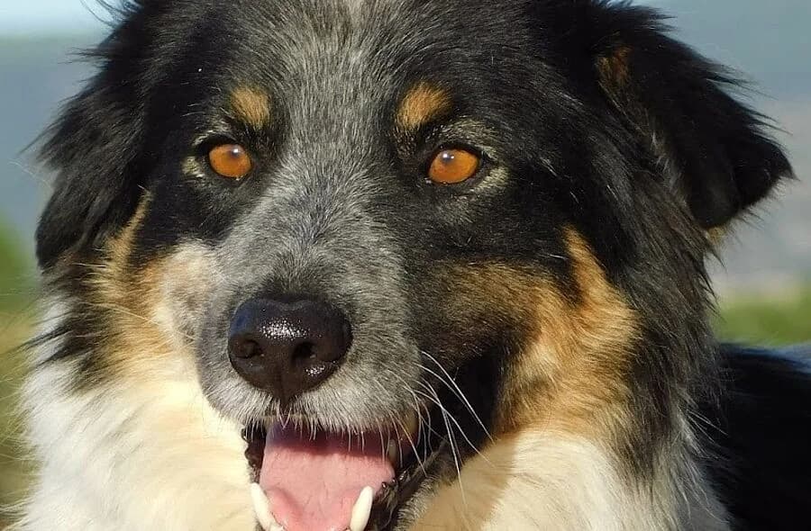 Manchas, male puppy Border Collie for adoption at 30 Millions d'Amis, Paris