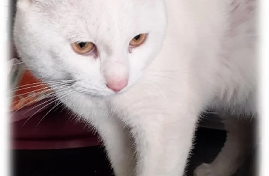 Yumi, white male mixed breed for adoption at 30 Millions d'Amis, Paris