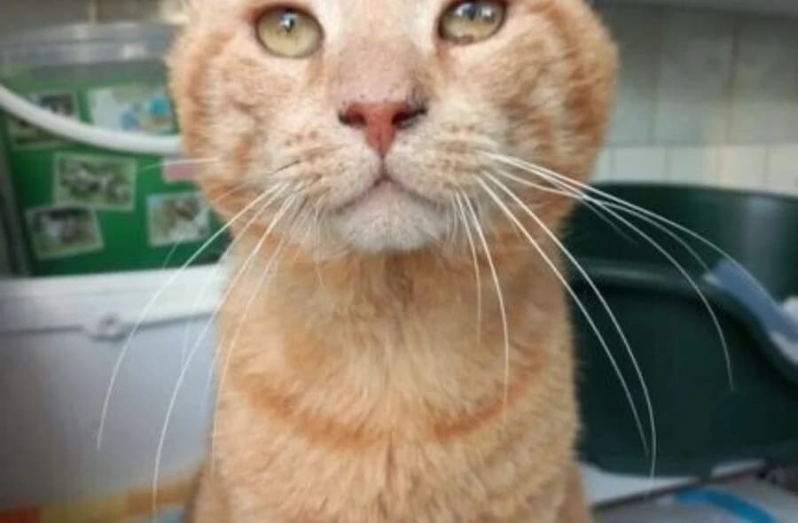Colin,  (30 Millions d'Amis)