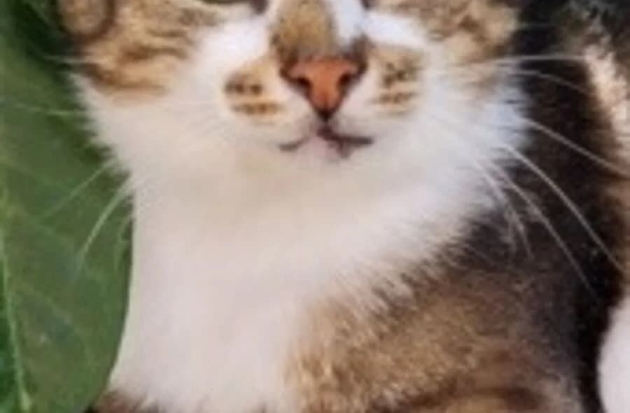 Gypsie, brown tabby male mixed breed for adoption at 30 Millions d'Amis, Paris