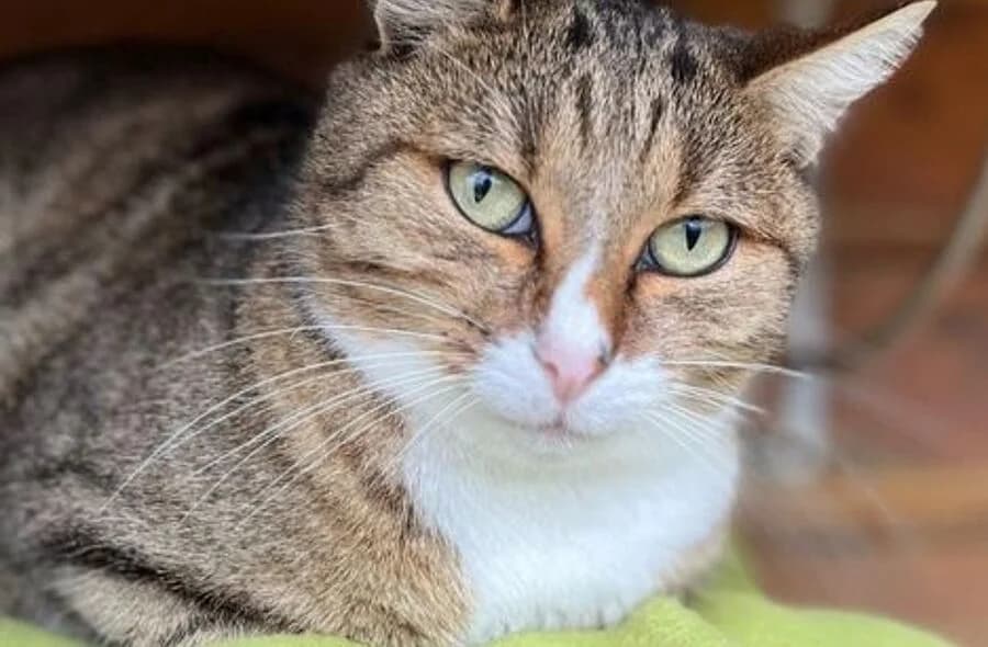 Flocky, unknown male mixed breed for adoption at 30 Millions d'Amis, Paris