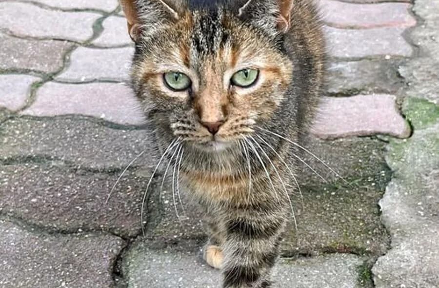 Nyna, unknown female mixed breed for adoption at 30 Millions d'Amis, Paris