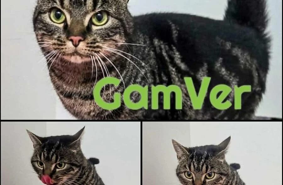 Gamver, brown tabby male mixed breed for adoption at 30 Millions d'Amis, Paris