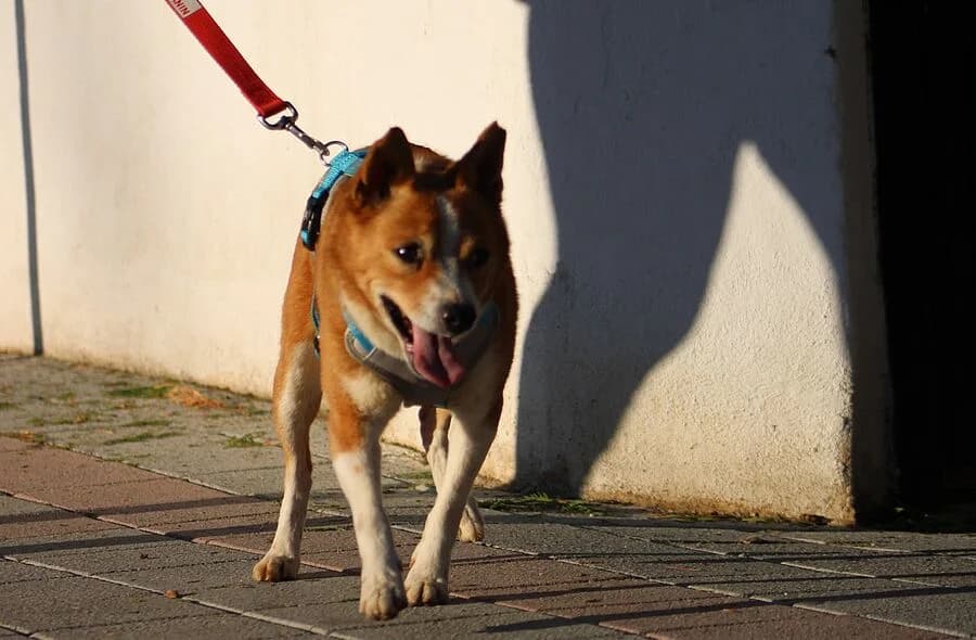 Patxy, male 4yo Mixed Breed for adoption at 30 Millions d'Amis, Paris