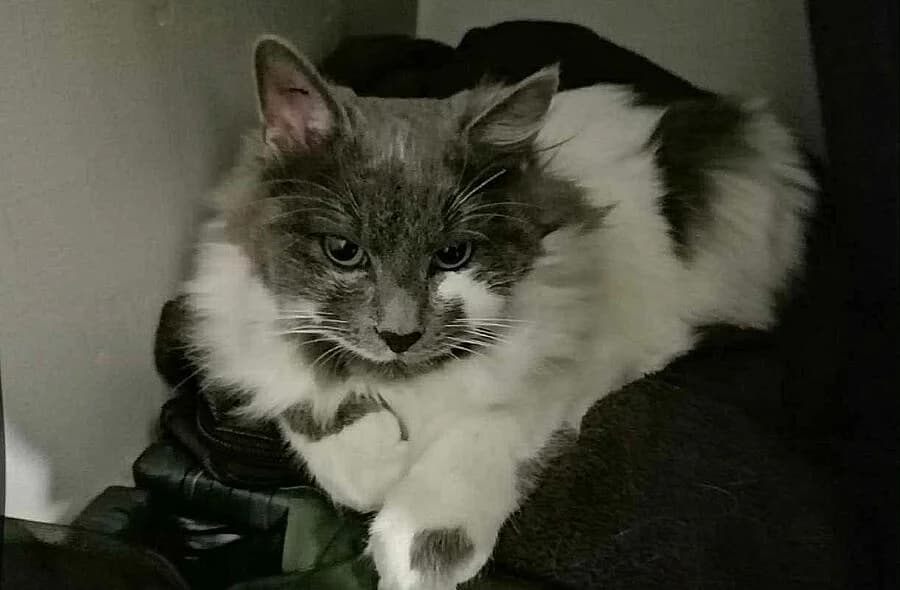 Sting, grey tabby male mixed breed for adoption at 30 Millions d'Amis, Paris
