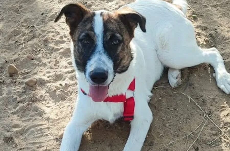 Dany, male puppy Mixed Breed for adoption at 30 Millions d'Amis, Paris