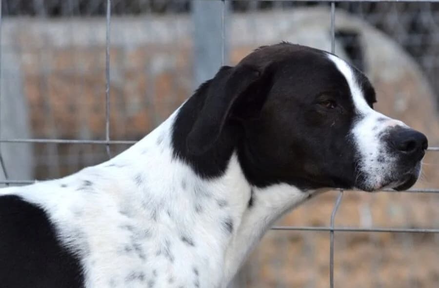 Daby,  (30 Millions d'Amis)