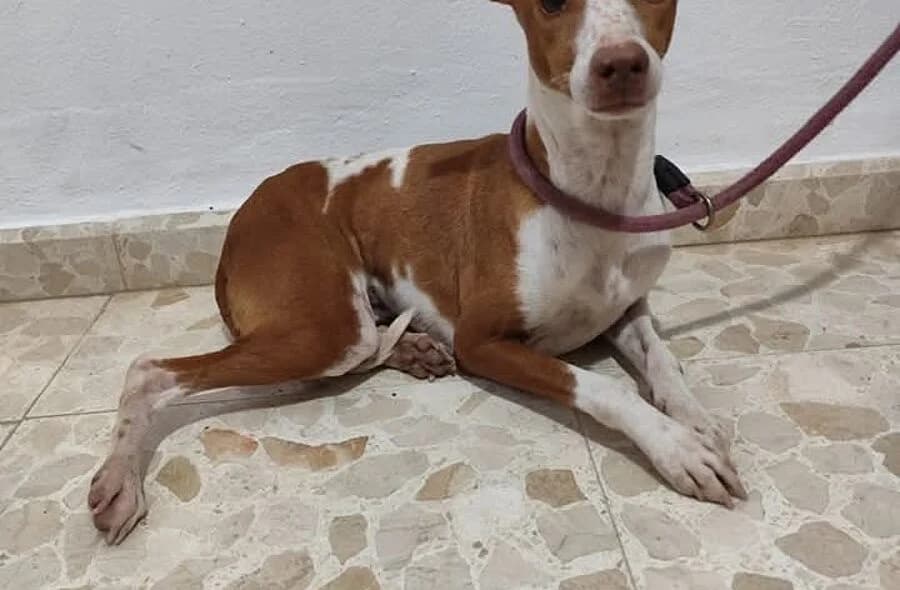 Monica, female 4yo Podenco for adoption at 30 Millions d'Amis, Paris