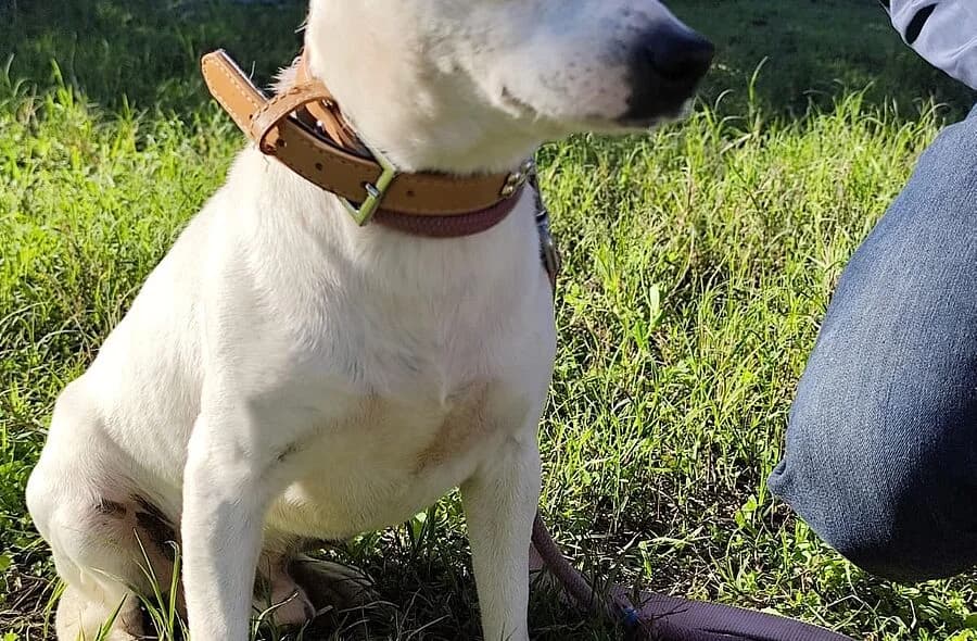 Fito, white male mixed breed for adoption at 30 Millions d'Amis, Paris