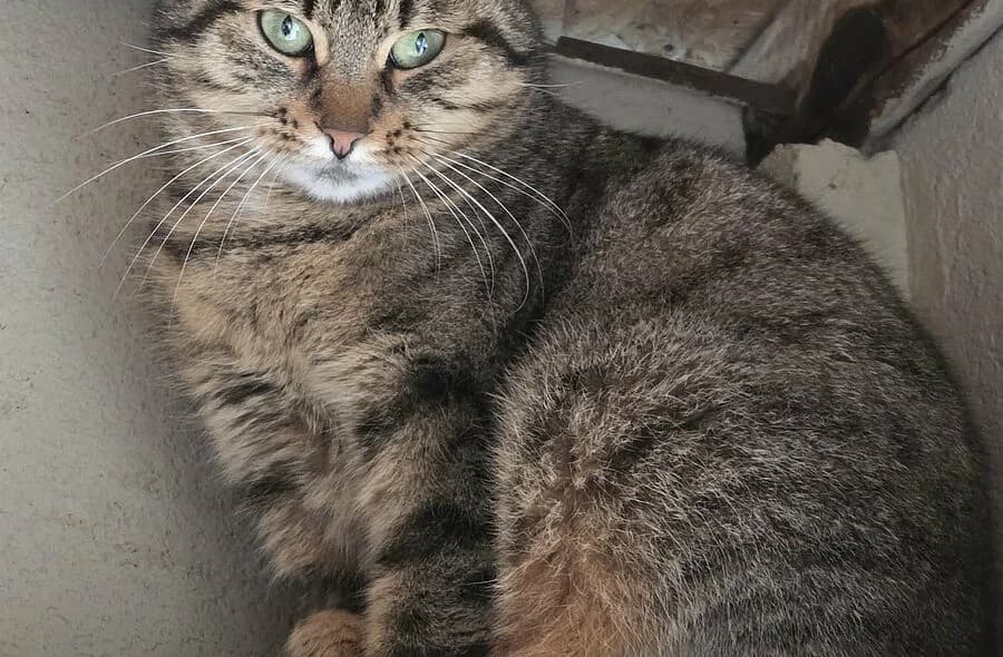 Zoe,  (30 Millions d'Amis)