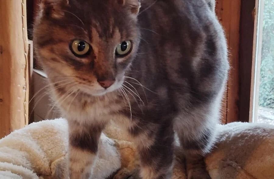 Dicky, brown tabby male mixed breed for adoption at 30 Millions d'Amis, Paris
