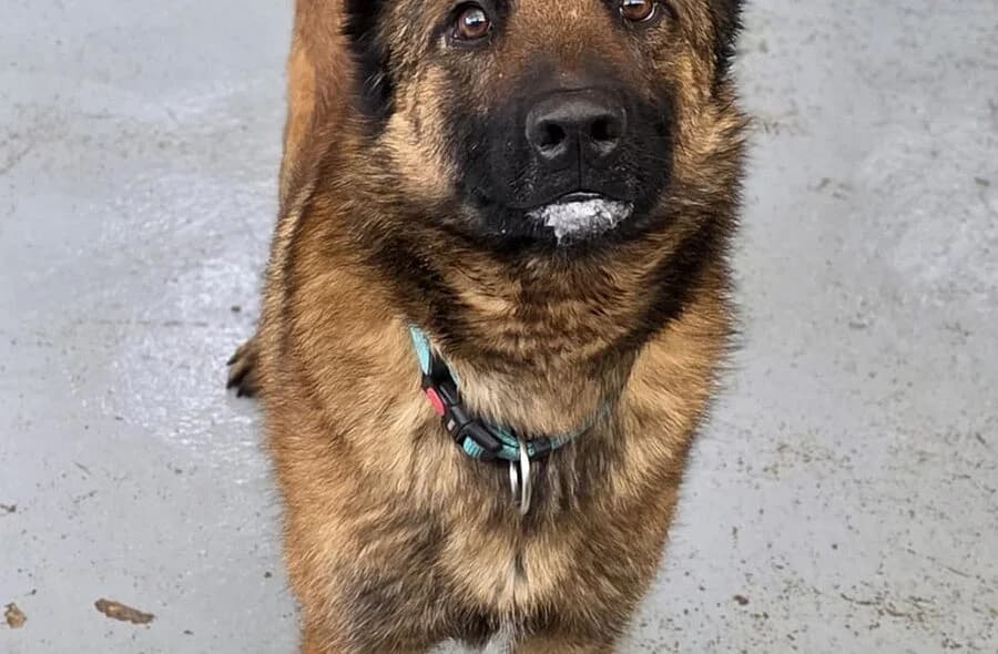 Tako, male 4yo Belgian Malinois for adoption at 30 Millions d'Amis, Paris