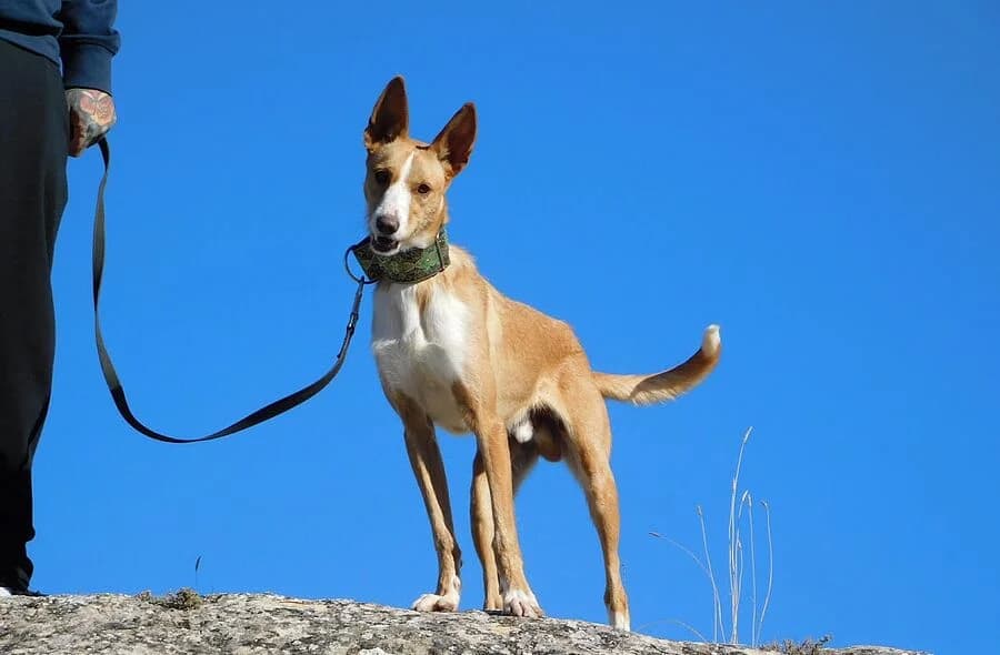 Piper, male 4yo Podenco for adoption at 30 Millions d'Amis, Paris