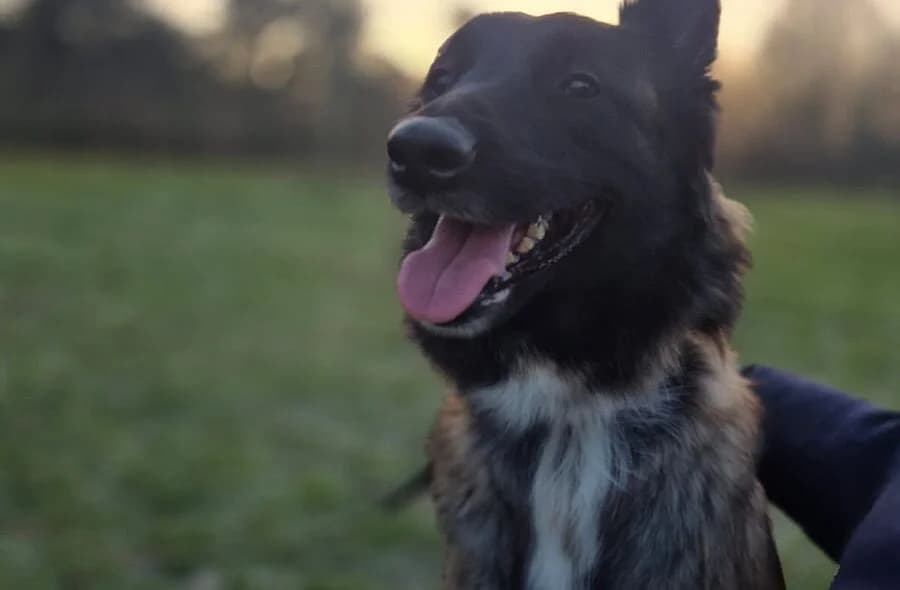 Luna, female puppy Belgian Tervuren for adoption at 30 Millions d'Amis, Paris