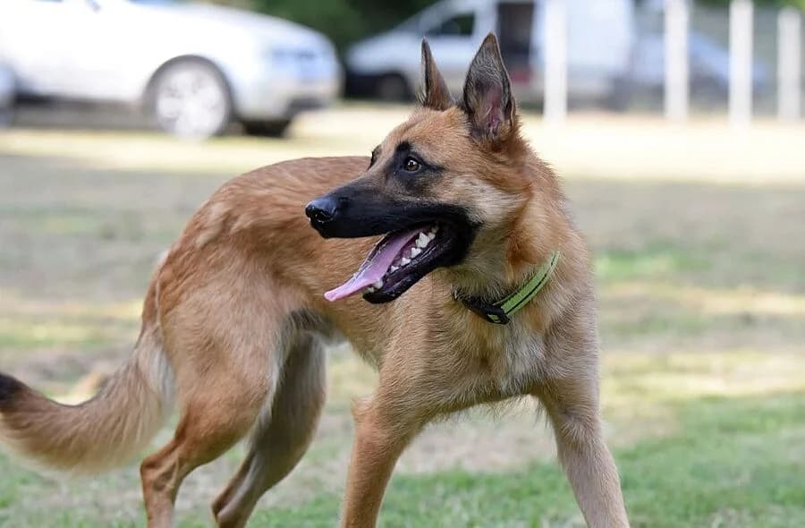 Uros, male 4yo Belgian Malinois for adoption at 30 Millions d'Amis, Paris