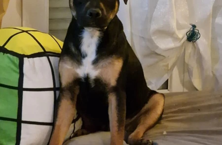 Kovu, male 4yo Rottweiler for adoption at 30 Millions d'Amis, Paris