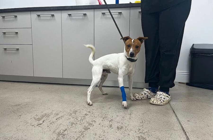 Milou, unknown male mixed breed for adoption at 30 Millions d'Amis, Paris