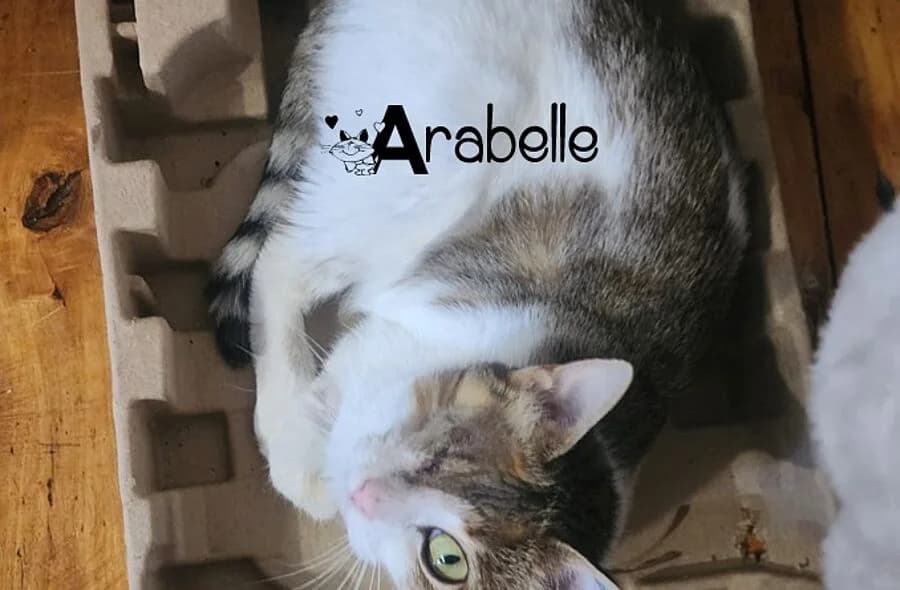 Arabelle, unknown female mixed breed for adoption at 30 Millions d'Amis, Paris