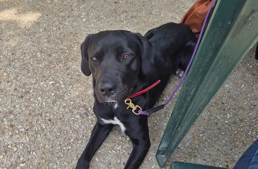 Shayce, male 4yo Labrador Retriever for adoption at 30 Millions d'Amis, Paris