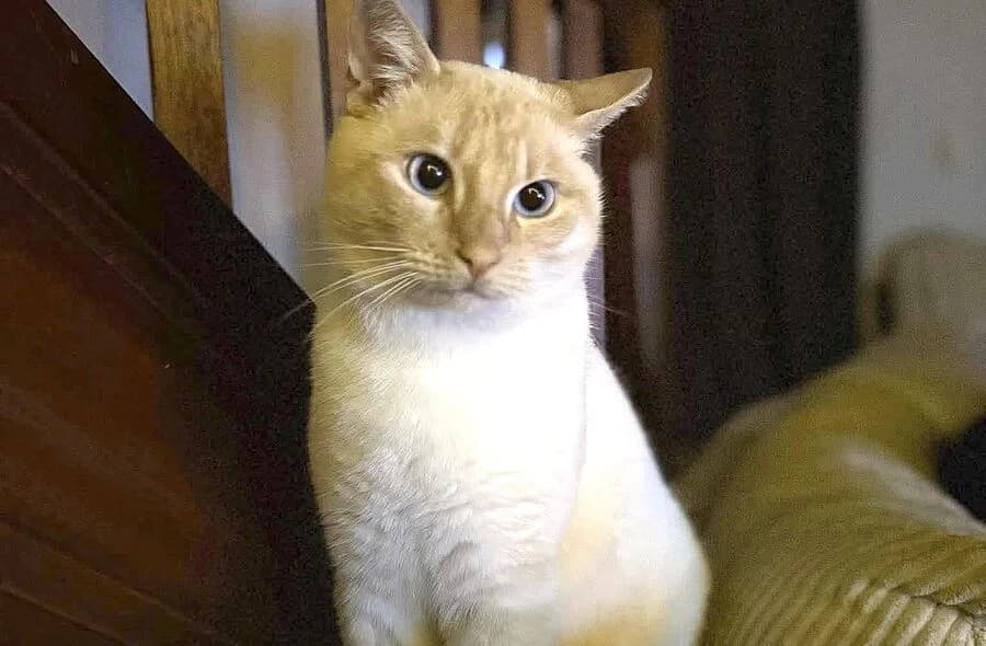 Minou, cream male mixed breed for adoption at 30 Millions d'Amis, Paris