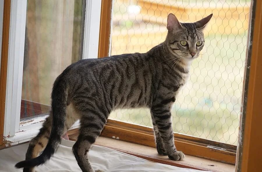 Gucci, grey tabby male mixed breed for adoption at 30 Millions d'Amis, Paris