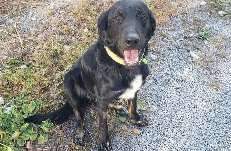 Darwin, black male mixed breed for adoption at 30 Millions d'Amis, Paris