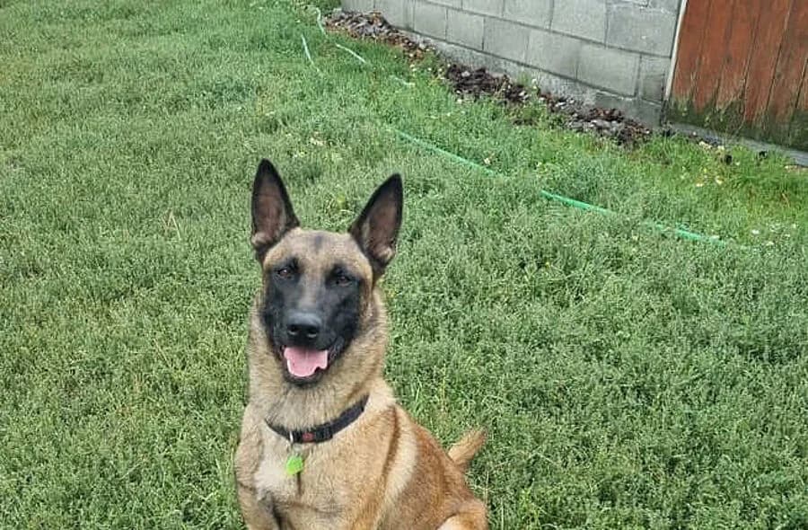 Luck, male 4yo Belgian Malinois for adoption at 30 Millions d'Amis, Paris