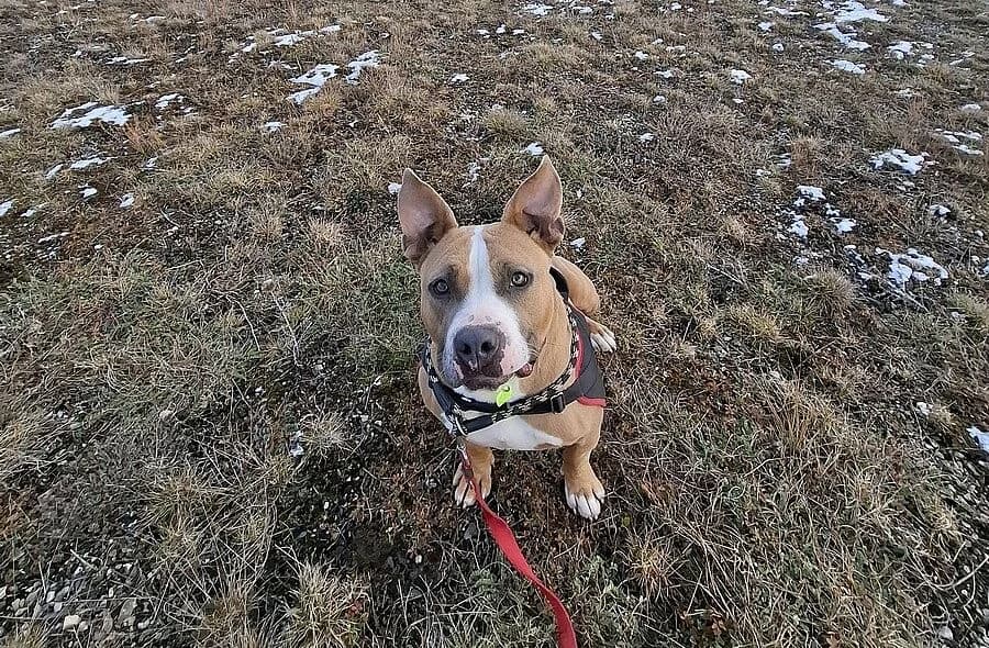 Bulette, fawn female mixed breed for adoption at 30 Millions d'Amis, Paris