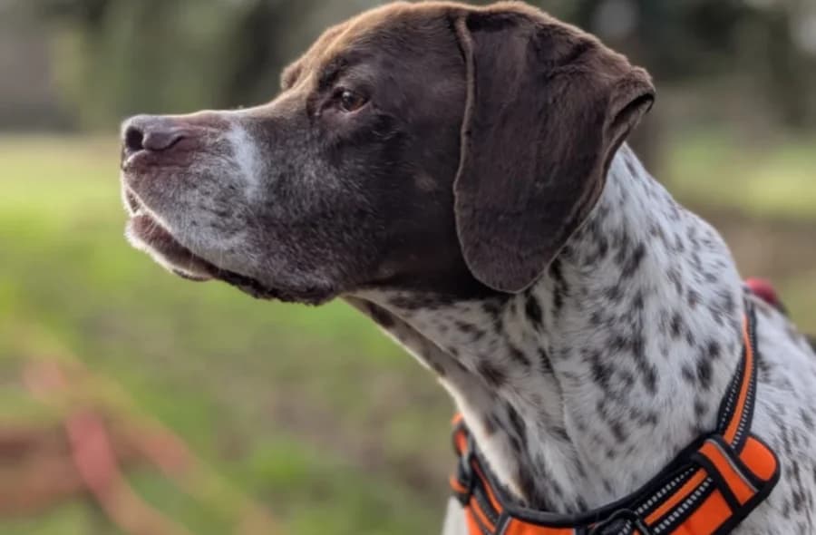 Jango,  (30 Millions d'Amis)
