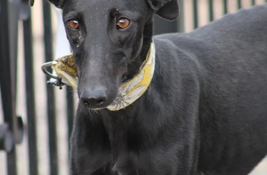 Puma, female 4yo Galgo Español for adoption at 30 Millions d'Amis, Paris