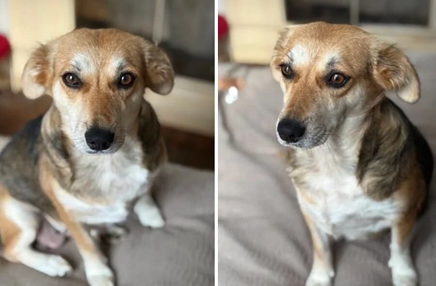 Kidelia, Mixed Breed (30 Millions d'Amis)